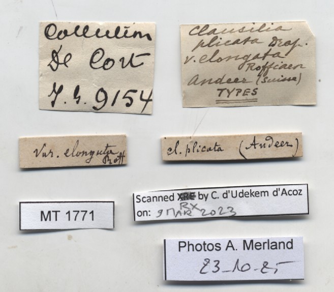 BE-RBINS-INV-MT-1771-Clausilia-pliculata-elongata-st-label.jpg