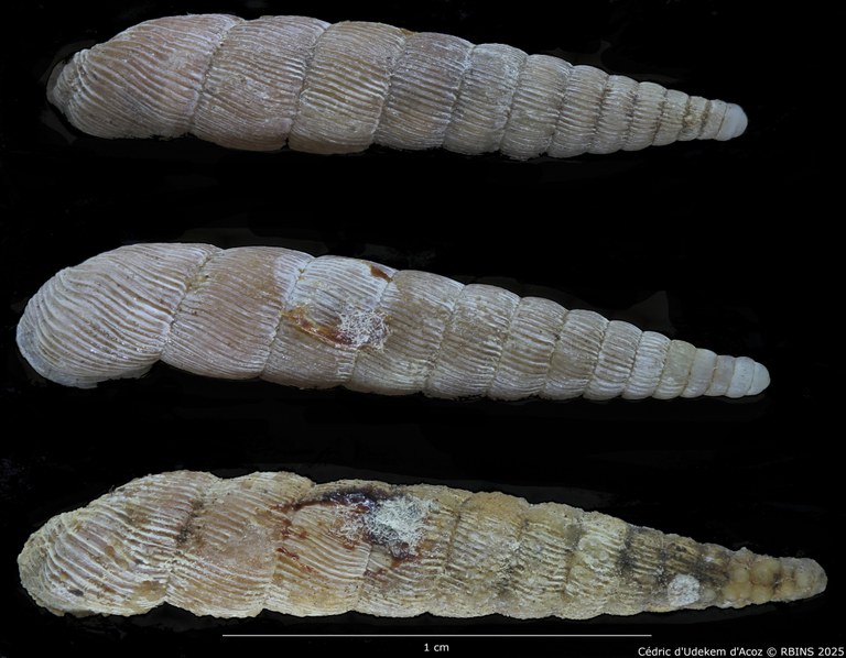 BE-RBINS-INV-MT-1771-Clausilia-plicata-elongata-st-DORSAL.jpg BE-RBINS-INV-MT-1771-Clausilia-plicata-elongata-st-DORSAL.jpg