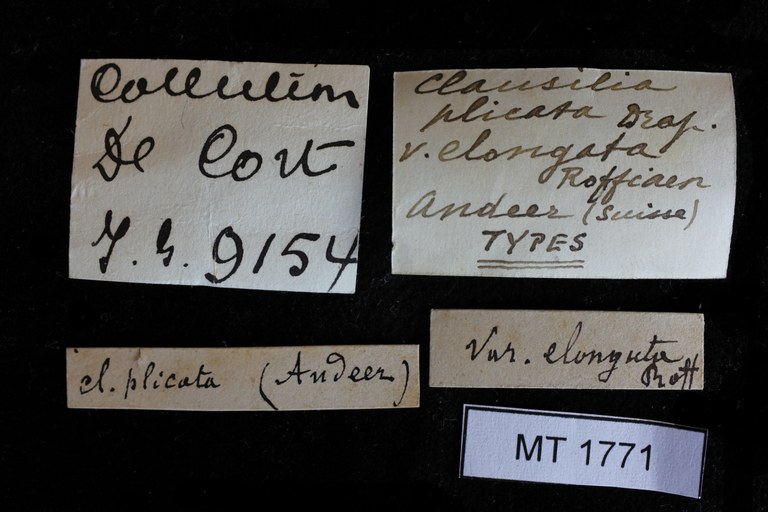 BE-RBINS-INV-MT-1771-Clausilia-plicata-elongata-st-LABELS.jpg BE-RBINS-INV-MT-1771-Clausilia-plicata-elongata-st-LABELS.jpg