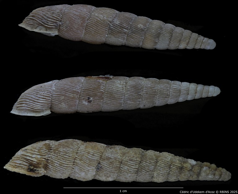 BE-RBINS-INV-MT-1771-Clausilia-plicata-elongata-st-LATERAL.jpg BE-RBINS-INV-MT-1771-Clausilia-plicata-elongata-st-LATERAL.jpg