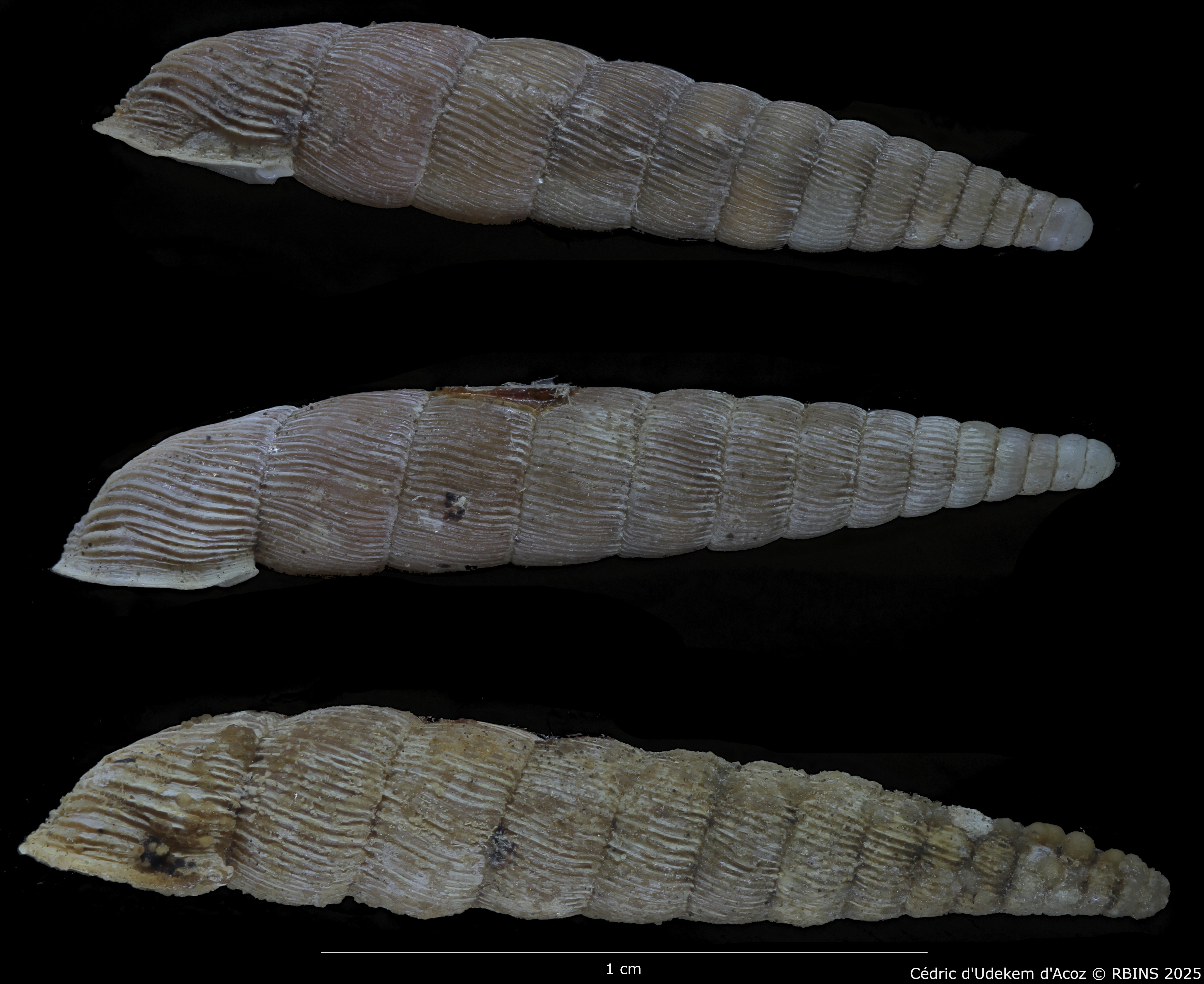 BE-RBINS-INV-MT-1771-Clausilia-plicata-elongata-st-LATERAL.jpg