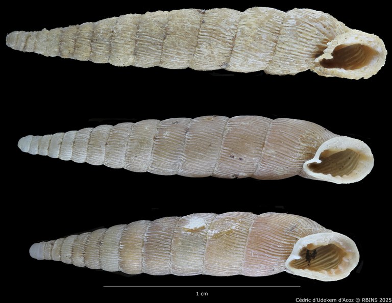 BE-RBINS-INV-MT-1771-Clausilia-plicata-elongata-st-ORAL-1.jpg BE-RBINS-INV-MT-1771-Clausilia-plicata-elongata-st-ORAL-1.jpg