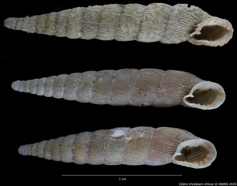 BE-RBINS-INV-MT-1771-Clausilia-plicata-elongata-st-ORAL-2.jpg BE-RBINS-INV-MT-1771-Clausilia-plicata-elongata-st-ORAL-2.jpg