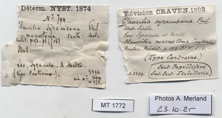 BE-RBINS-INV-MT-1772-Clausilia-syracusana-type-label.jpg