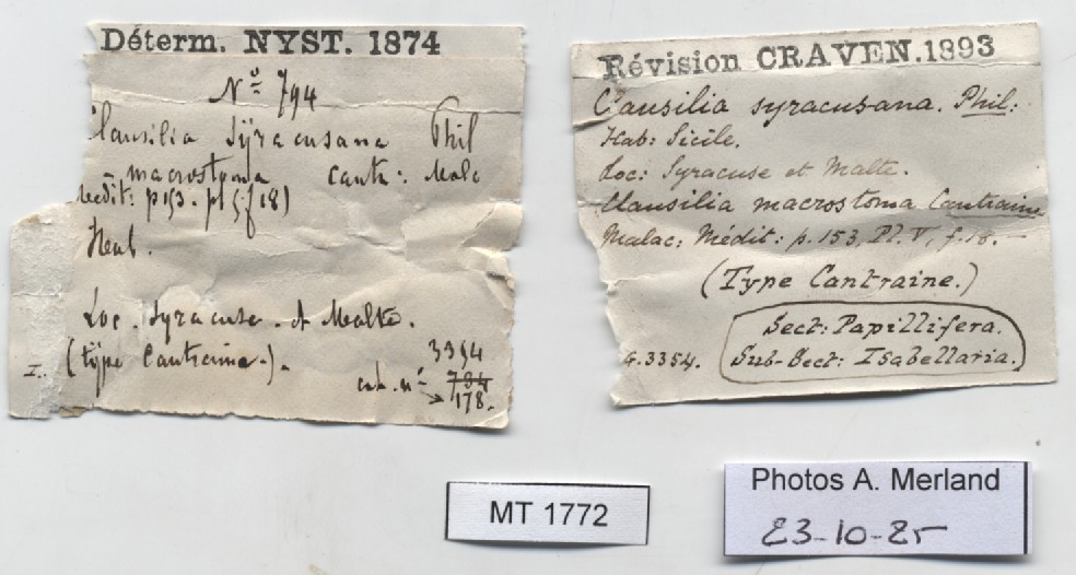 BE-RBINS-INV-MT-1772-Clausilia-syracusana-type-label.jpg