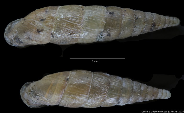 BE-RBINS-INV-HIST-2486-Clausilia-weyersi-nt-DORSAL.jpg
