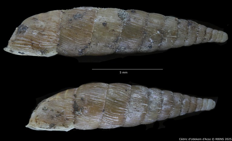 BE-RBINS-INV-HIST-2486-Clausilia-weyersi-nt-LATERAL.jpg