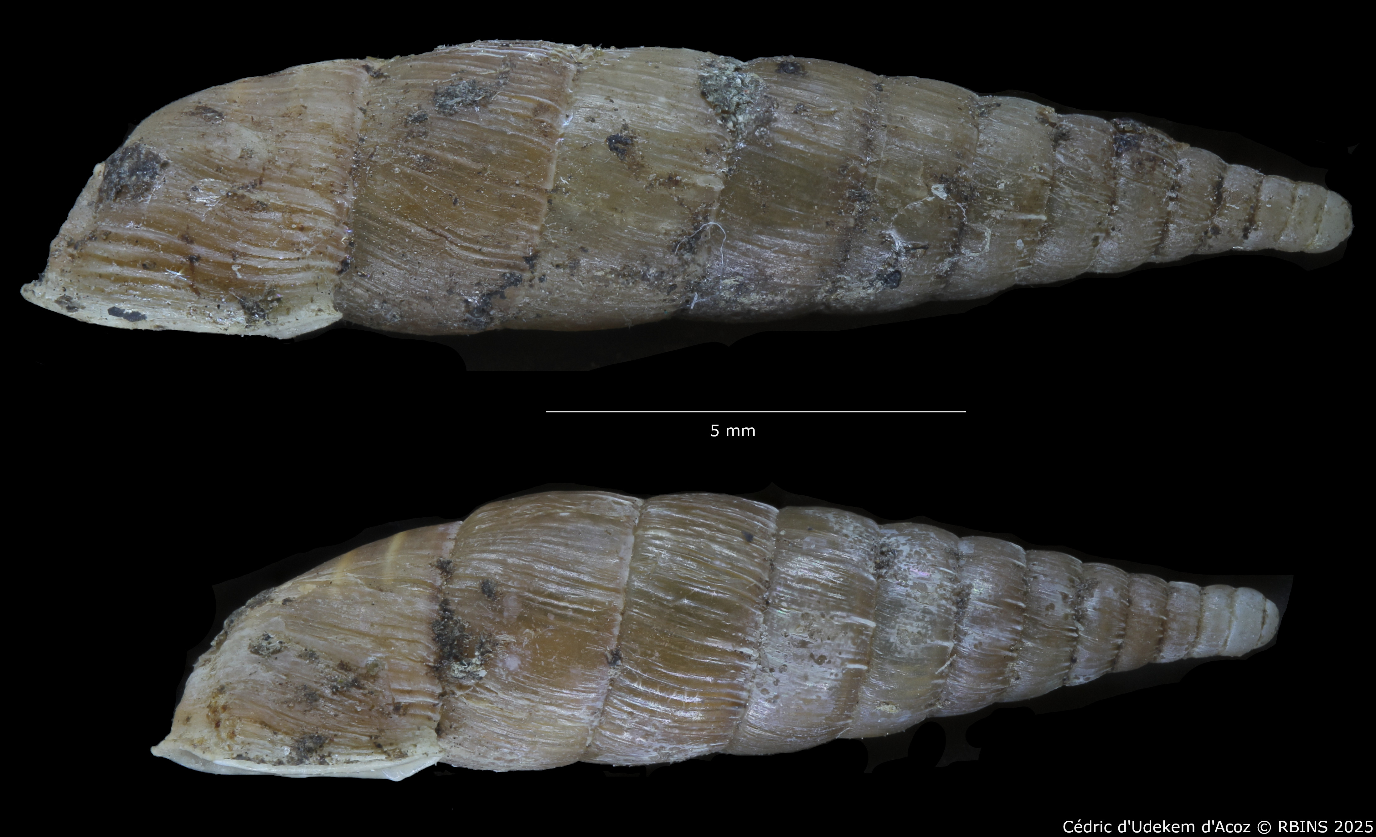 BE-RBINS-INV-HIST-2486-Clausilia-weyersi-nt-LATERAL.jpg