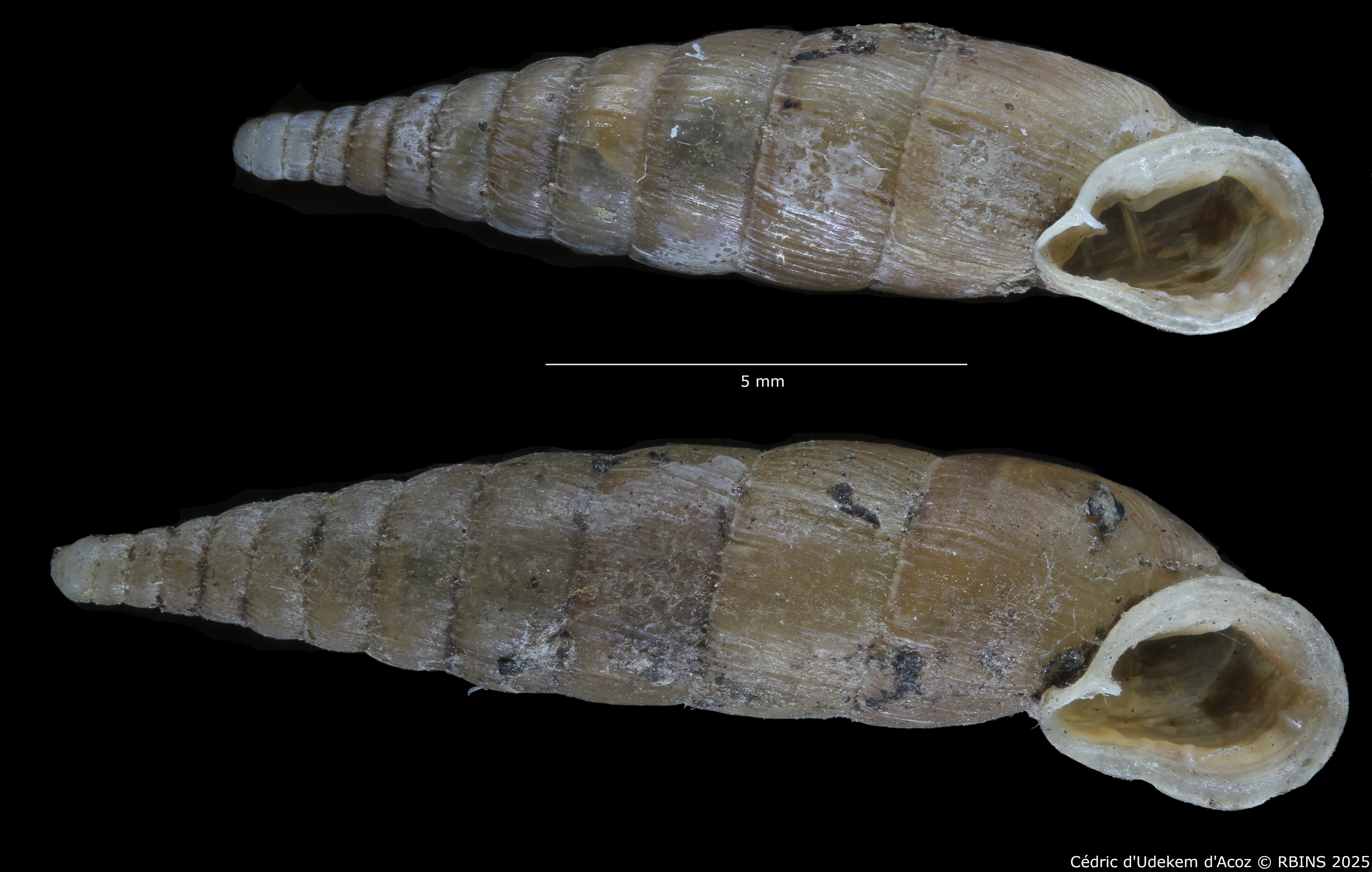 BE-RBINS-INV-HIST-2486-Clausilia-weyersi-nt-ORAL.jpg