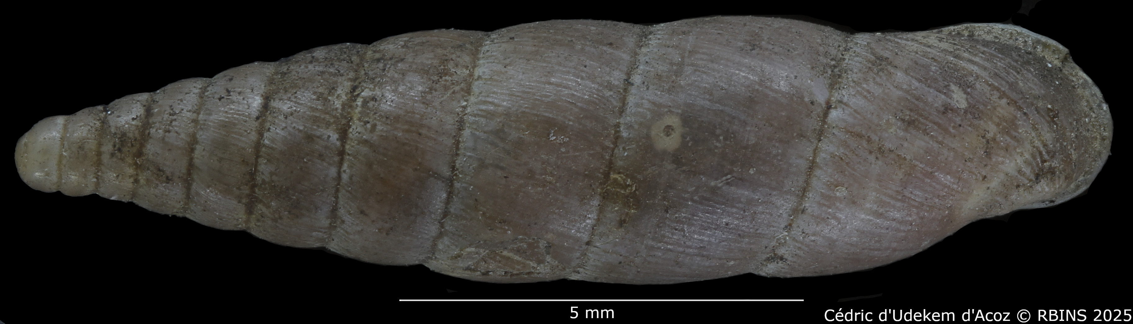 BE-RBINS-INV-HIST-2489-Clausilia-kephissiae-nt-DORSAL.jpg