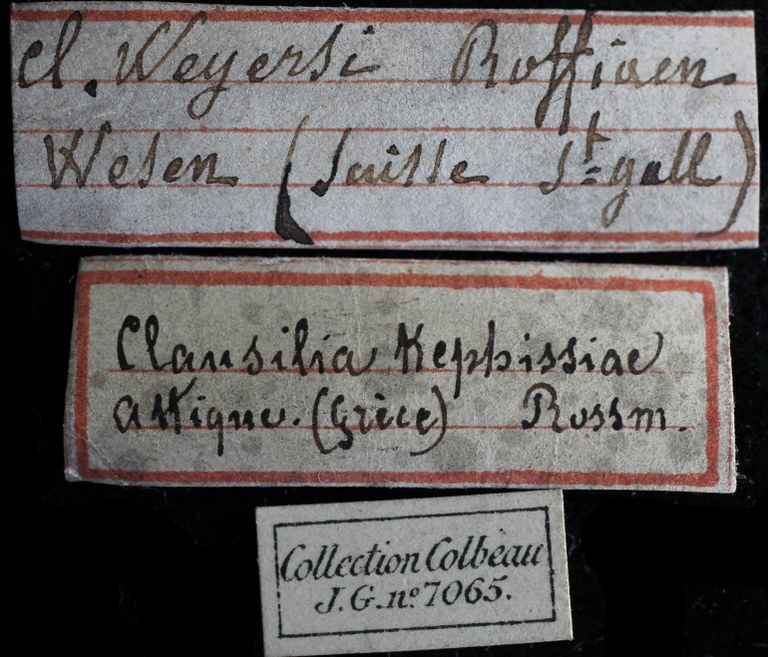 BE-RBINS-INV-HIST-2489-Clausilia-kephissiae-nt-LABEL-1.jpg