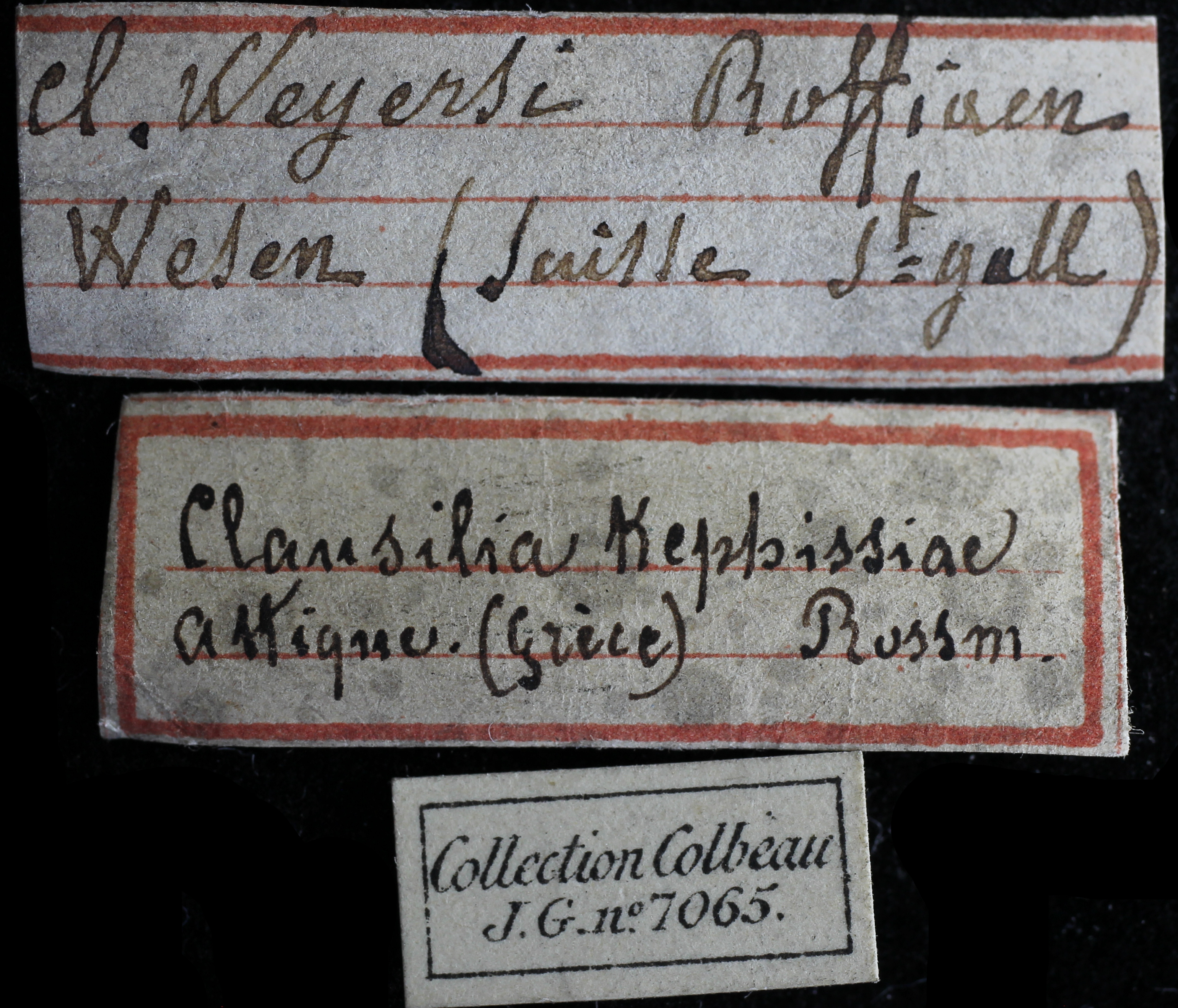 BE-RBINS-INV-HIST-2489-Clausilia-kephissiae-nt-LABEL-1.jpg