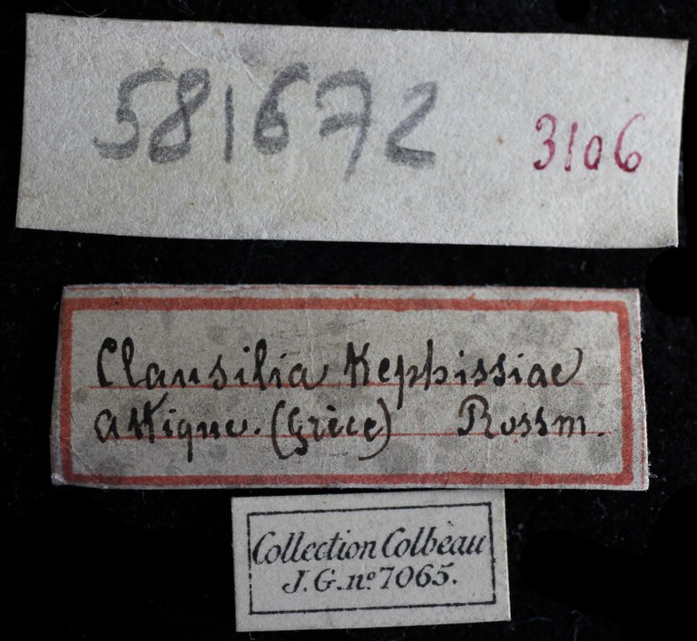 BE-RBINS-INV-HIST-2489-Clausilia-kephissiae-nt-LABEL-2.jpg