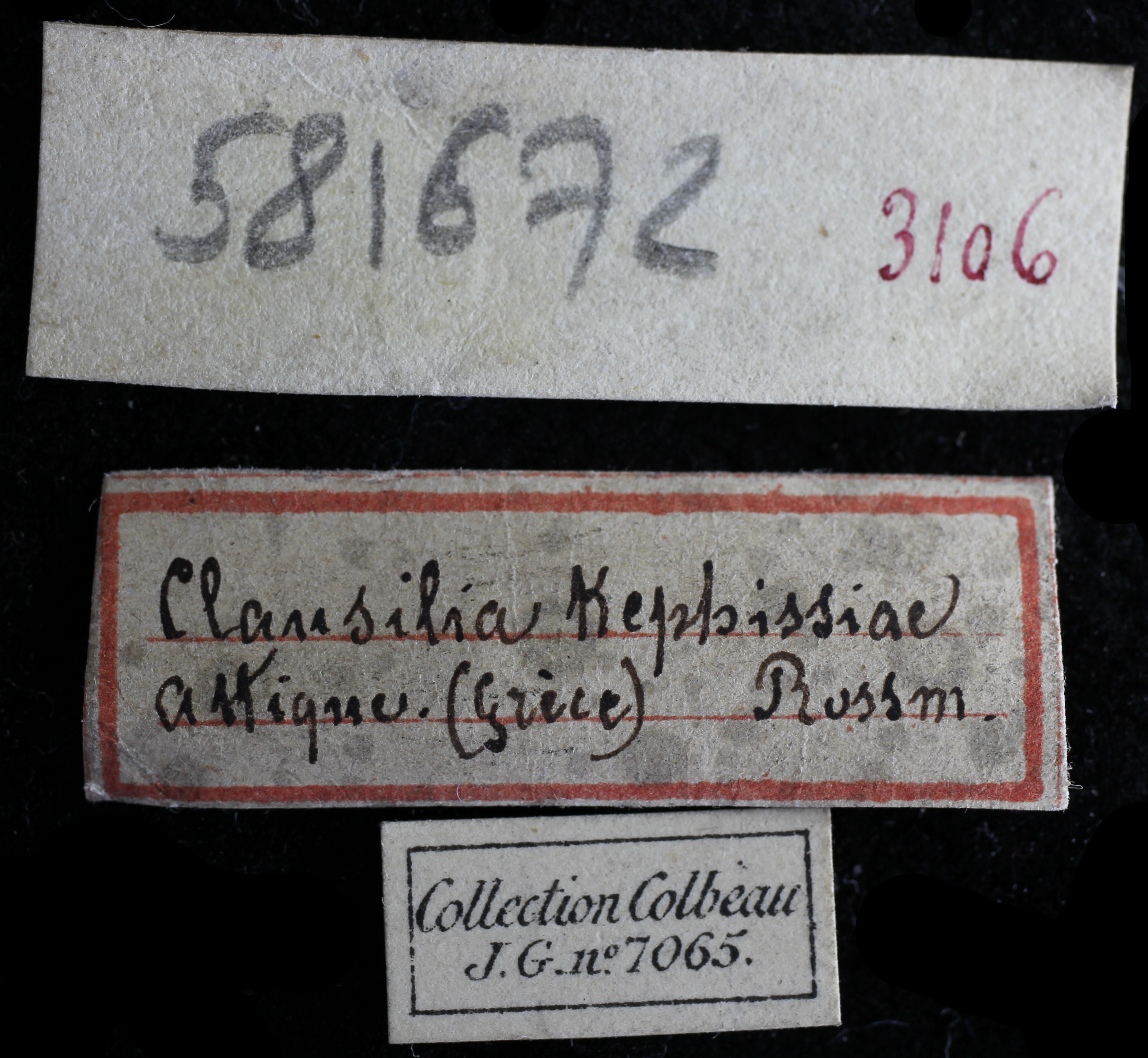 BE-RBINS-INV-HIST-2489-Clausilia-kephissiae-nt-LABEL-2.jpg
