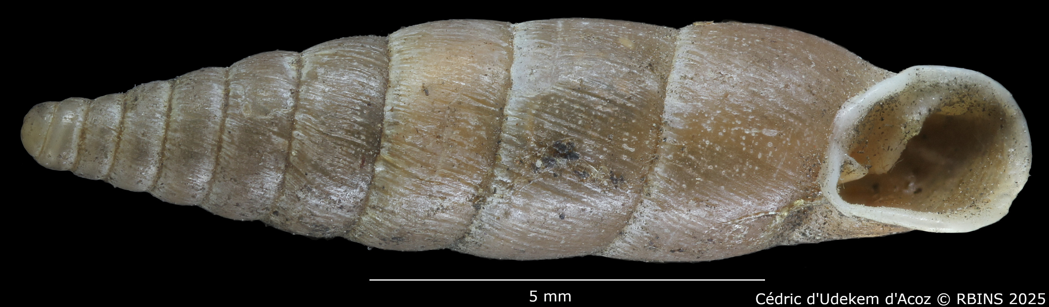 BE-RBINS-INV-HIST-2489-Clausilia-kephissiae-nt-ORAL.jpg