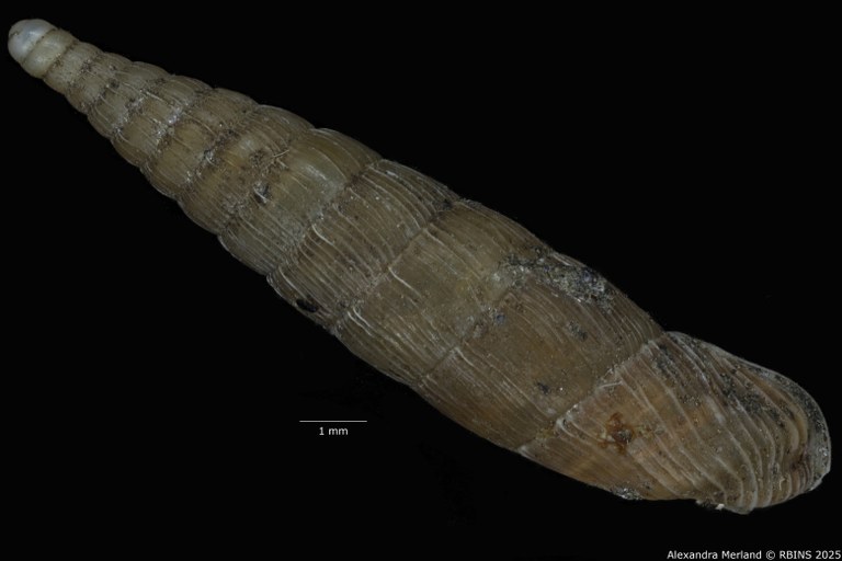 BE-RBINS-INV-MT-1773-Clausilia-weyersi-type-D.jpg BE-RBINS-INV-MT-1773-Clausilia-weyersi-type-D.jpg