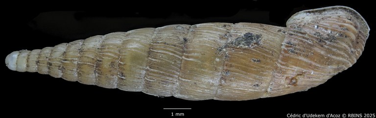 BE-RBINS-INV-MT-1773-Clausilia-weyersi-type-DORSAL.jpg BE-RBINS-INV-MT-1773-Clausilia-weyersi-type-DORSAL.jpg