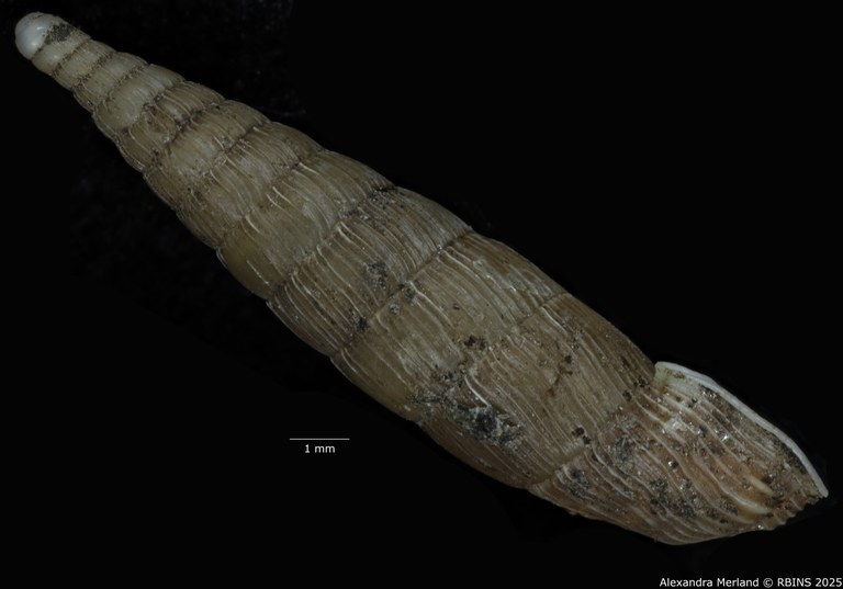 BE-RBINS-INV-MT-1773-Clausilia-weyersi-type-L.jpg BE-RBINS-INV-MT-1773-Clausilia-weyersi-type-L.jpg