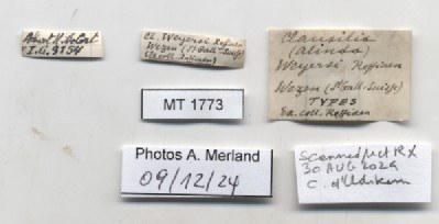 BE-RBINS-INV-MT-1773-Clausilia-weyersi-type-label.jpg BE-RBINS-INV-MT-1773-Clausilia-weyersi-type-label.jpg