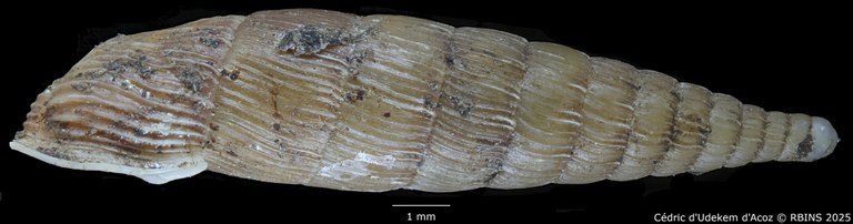 BE-RBINS-INV-MT-1773-Clausilia-weyersi-type-LATERAL.jpg BE-RBINS-INV-MT-1773-Clausilia-weyersi-type-LATERAL.jpg