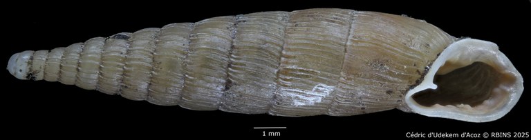 BE-RBINS-INV-MT-1773-Clausilia-weyersi-type-ORAL.jpg BE-RBINS-INV-MT-1773-Clausilia-weyersi-type-ORAL.jpg