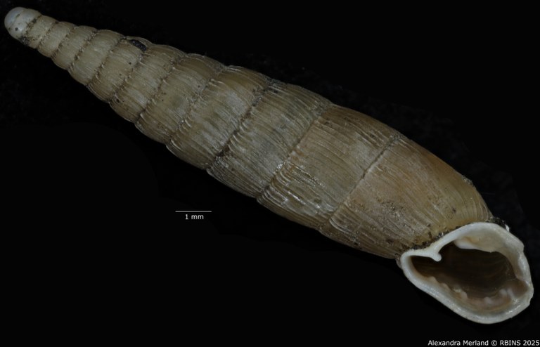 BE-RBINS-INV-MT-1773-Clausilia-weyersi-type-V.jpg BE-RBINS-INV-MT-1773-Clausilia-weyersi-type-V.jpg