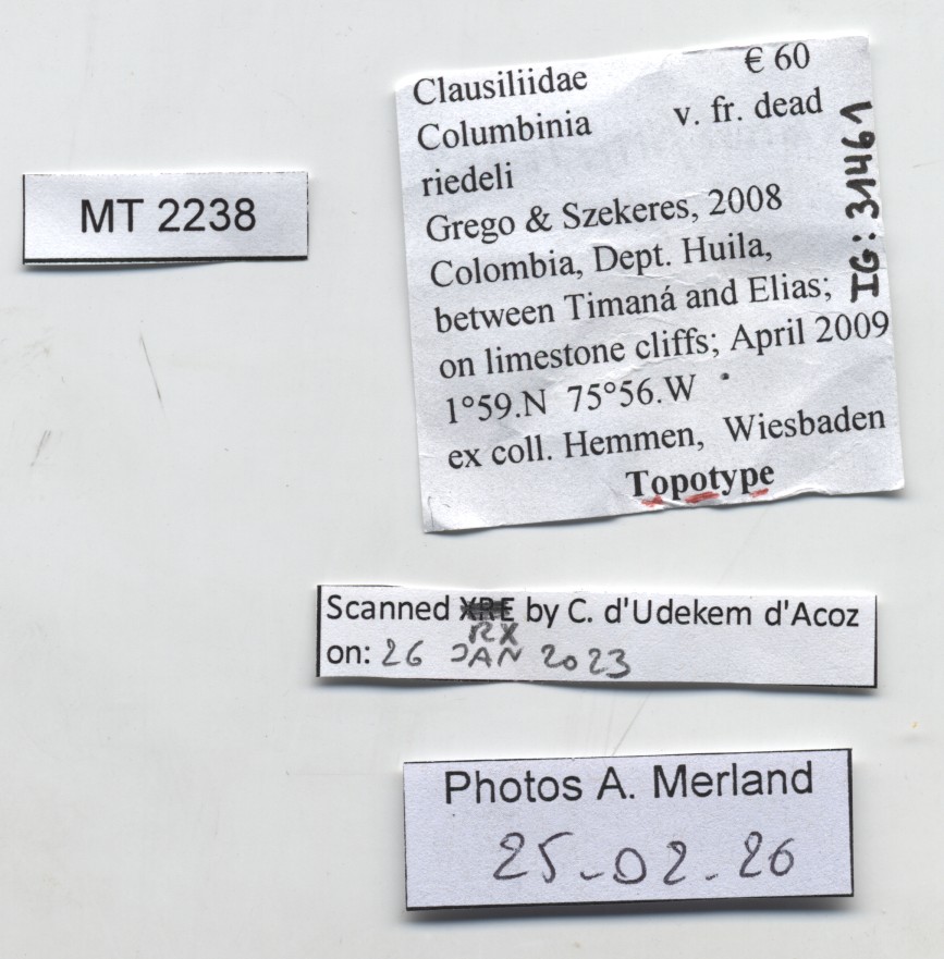 BE-RBINS-INV-MT-2238-Columbinia-riedeli-tpt-label.jpg