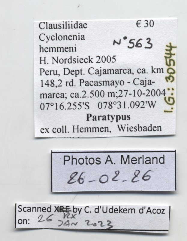 BE-RBINS-INV-MT-563-Cyclonenia-hemmeni-pt-label.jpg