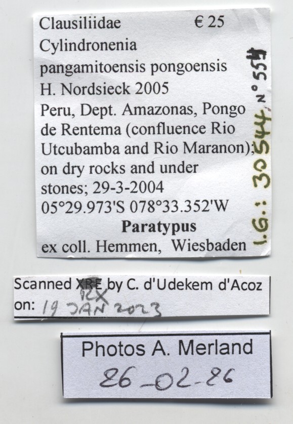BE-RBINS-INV-MT-554-Cylindronenia-pangamitoensis-pongoensis-pt-label.jpg
