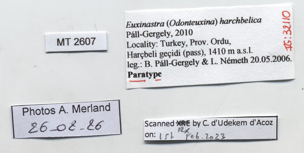 BE-RBINS-INV-MT-2607-Euxinastra-harchbelica-pt-label.jpg