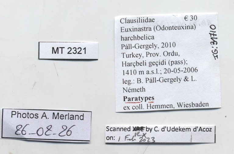 BE-RBINS-INV-MT-2321-Euxinastra-harchbelica-pt-label.jpg