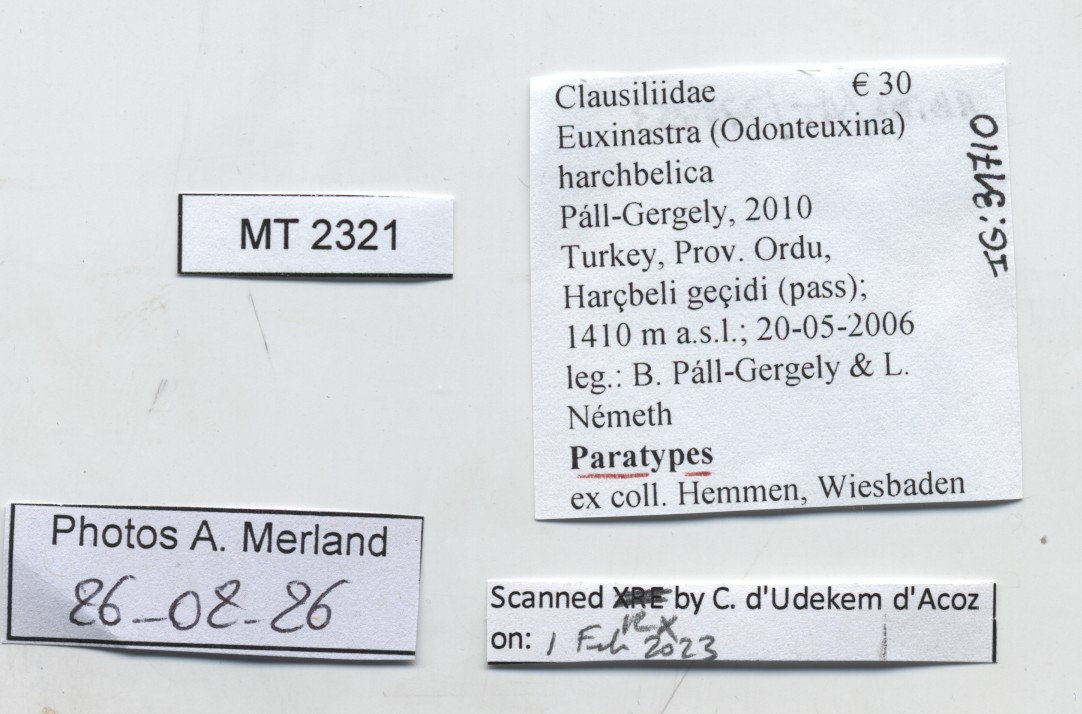 BE-RBINS-INV-MT-2321-Euxinastra-harchbelica-pt-label.jpg