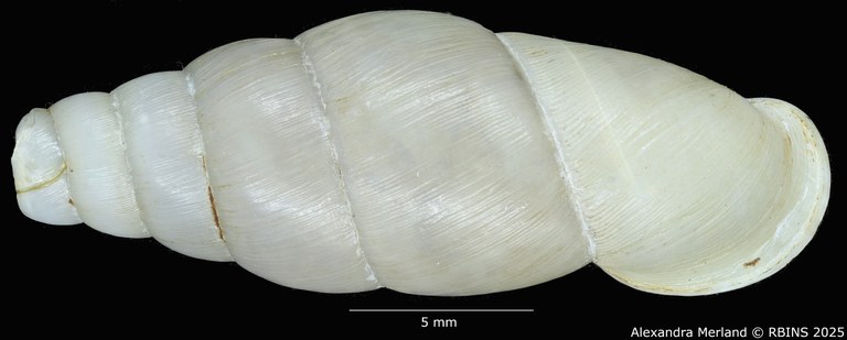BE-RBINS-INV-MT-126-Formosana-miranda-pt-D.jpg BE-RBINS-INV-MT-126-Formosana-miranda-pt-D.jpg