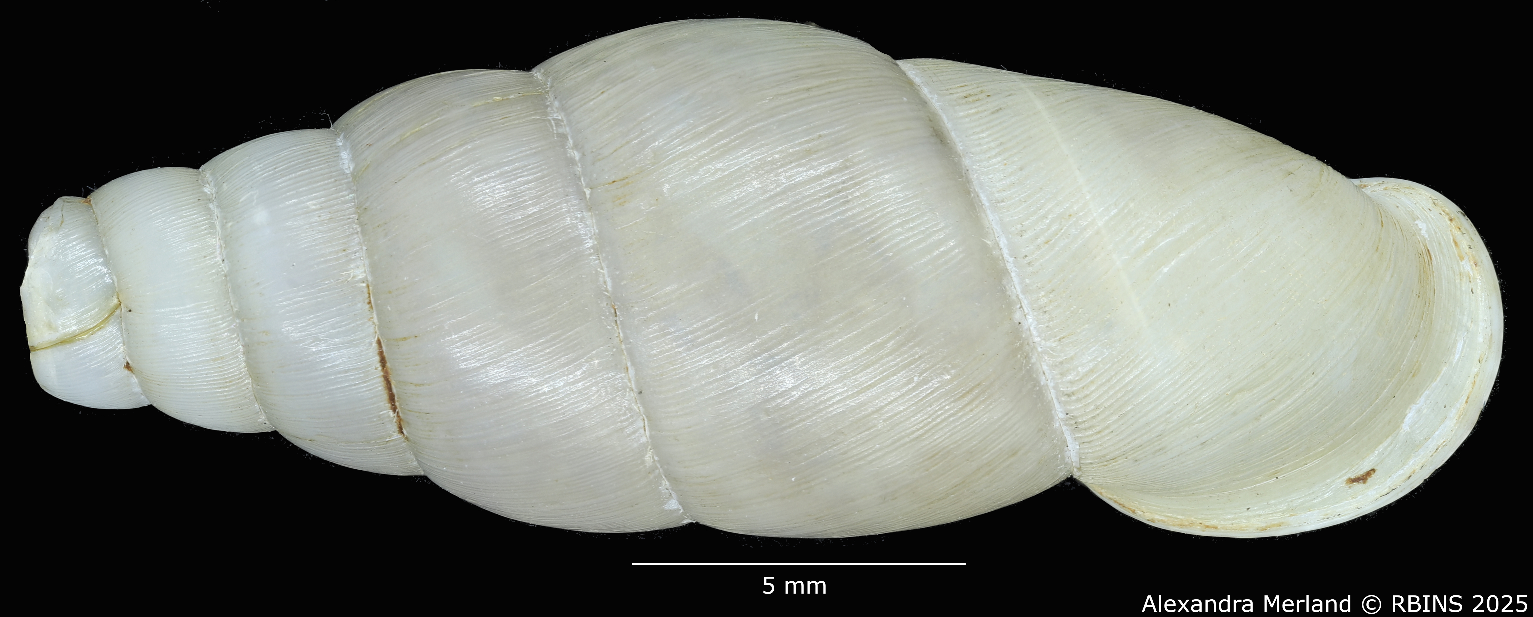 BE-RBINS-INV-MT-126-Formosana-miranda-pt-D.jpg