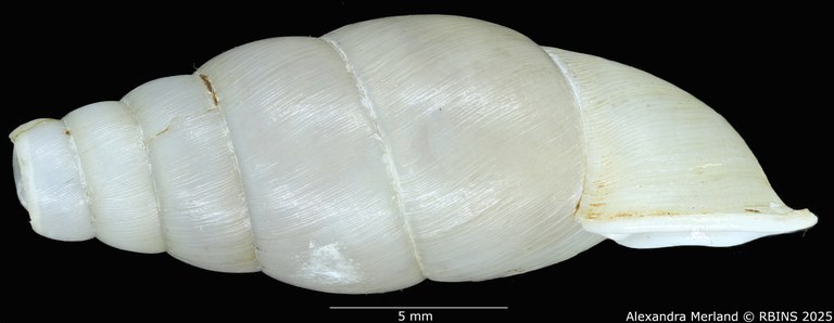 BE-RBINS-INV-MT-126-Formosana-miranda-pt-L.jpg BE-RBINS-INV-MT-126-Formosana-miranda-pt-L.jpg