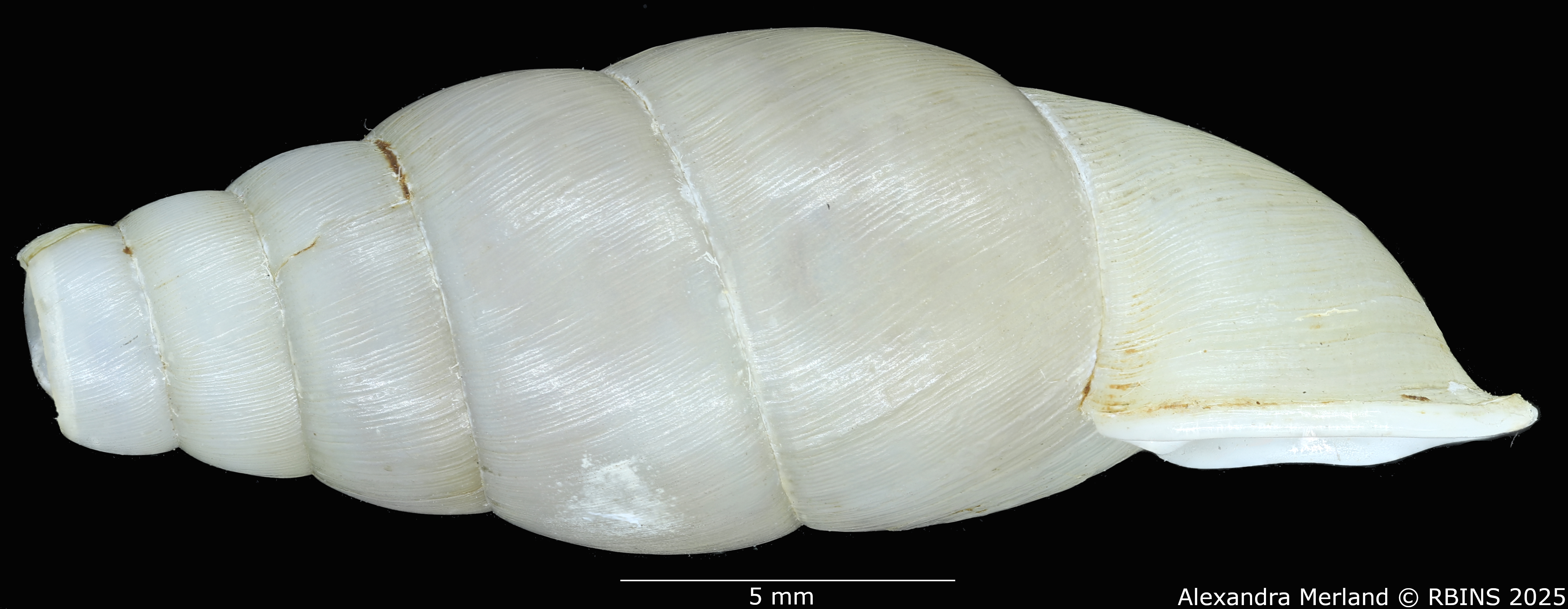 BE-RBINS-INV-MT-126-Formosana-miranda-pt-L.jpg