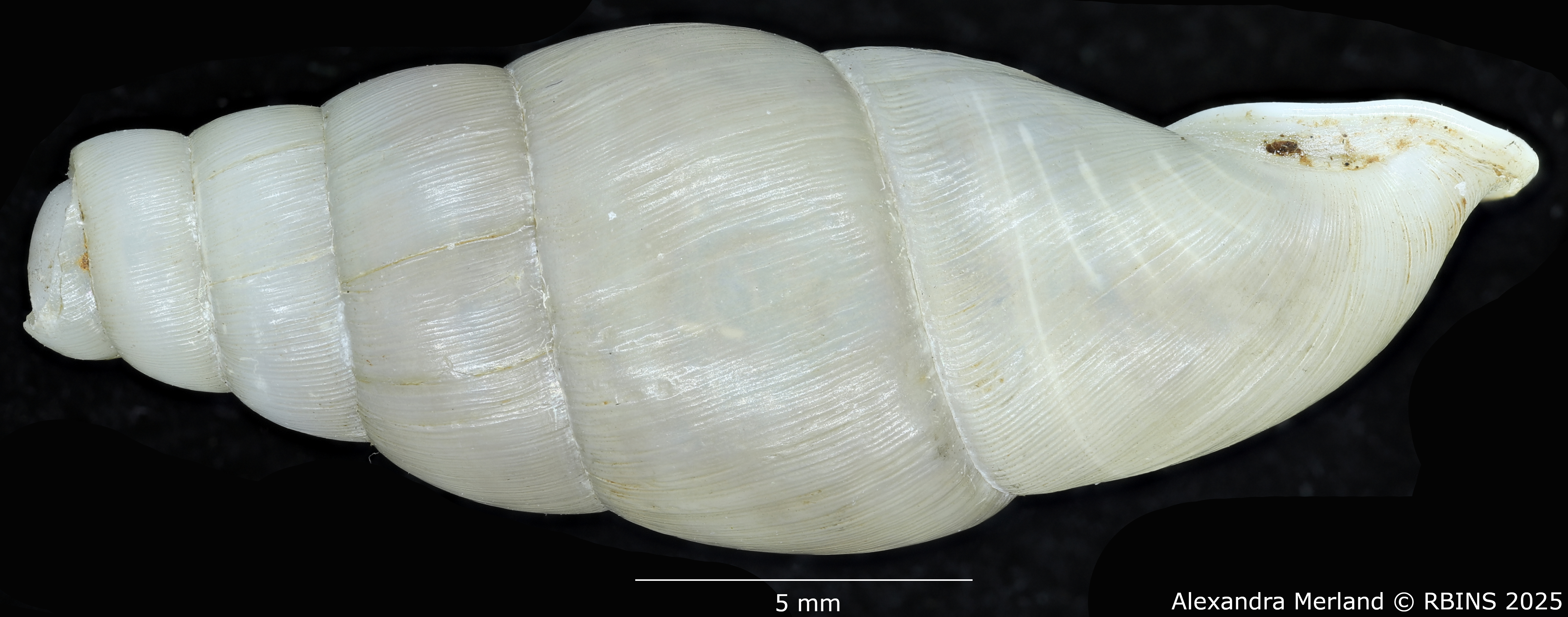 BE-RBINS-INV-MT-126-Formosana-miranda-pt-L2.jpg