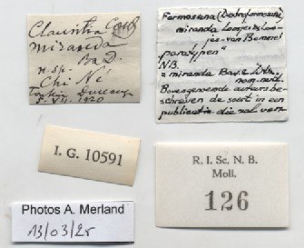 BE-RBINS-INV-MT-126-Formosana-miranda-pt-label.jpg BE-RBINS-INV-MT-126-Formosana-miranda-pt-label.jpg