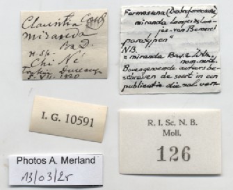 BE-RBINS-INV-MT-126-Formosana-miranda-pt-label.jpg