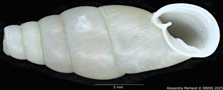 BE-RBINS-INV-MT-126-Formosana-miranda-pt-V.jpg BE-RBINS-INV-MT-126-Formosana-miranda-pt-V.jpg