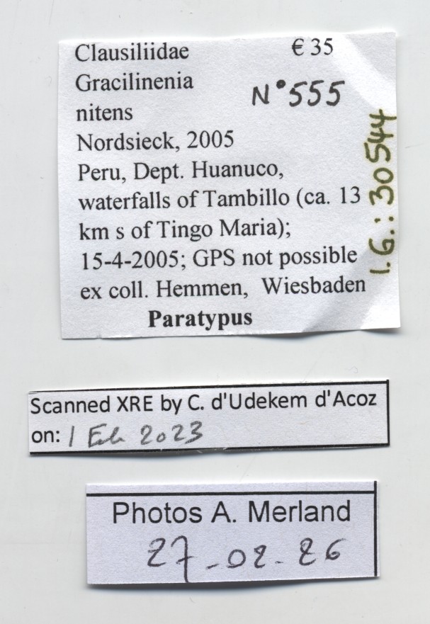 BE-RBINS-INV-MT-555-Gracilinenia-nitens-pt-label.jpg