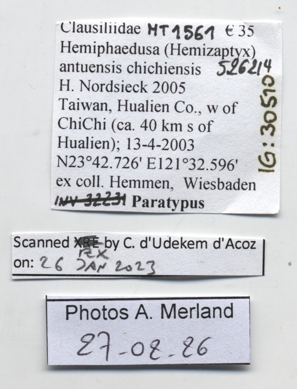 BE-RBINS-INV-MT-1561-Hemiphaedusa-(Hemizaptyx)-antuensis-chichiensis-pt-label.jpg
