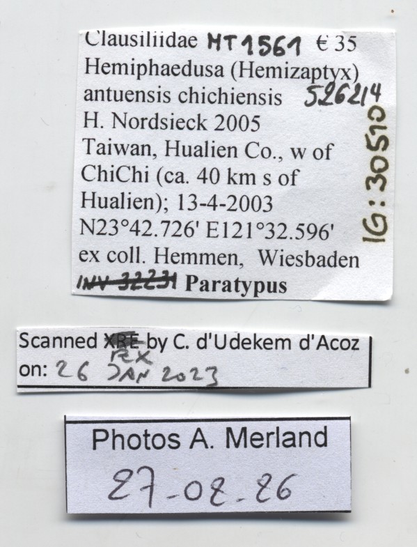 BE-RBINS-INV-MT-1561-Hemiphaedusa-(Hemizaptyx)-antuensis-chichiensis-pt-label.jpg