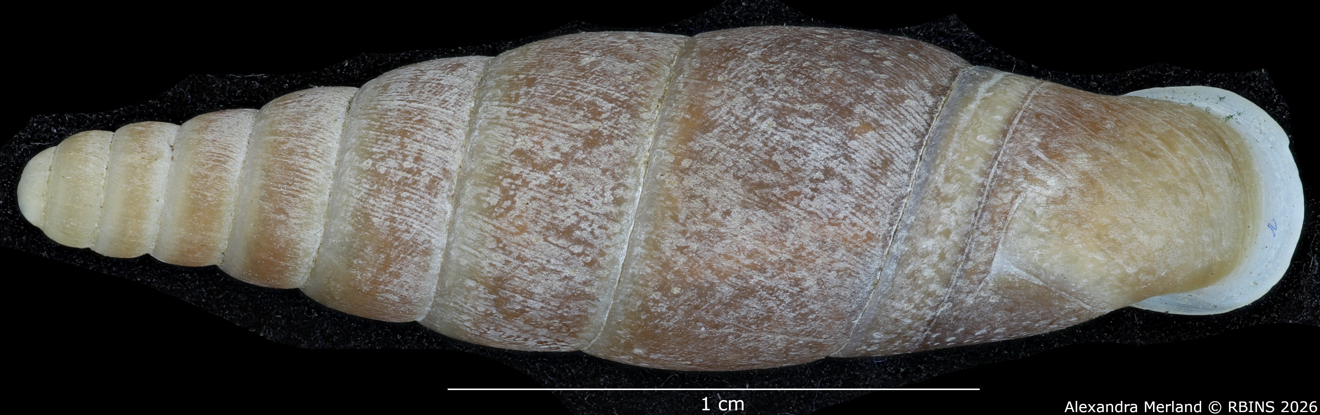 BE-RBINS-INV-MT-1563-Hemiphaedusa-(Hemizaptyx)-longiplicata-pt-D.jpg