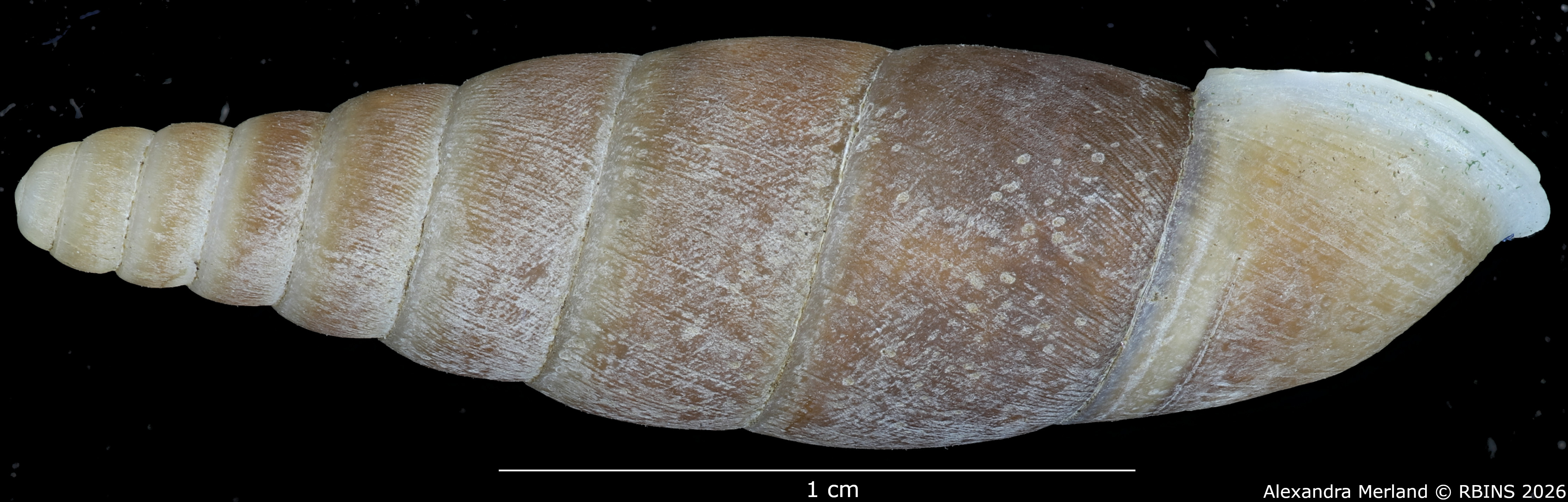 BE-RBINS-INV-MT-1563-Hemiphaedusa-(Hemizaptyx)-longiplicata-pt-L.jpg