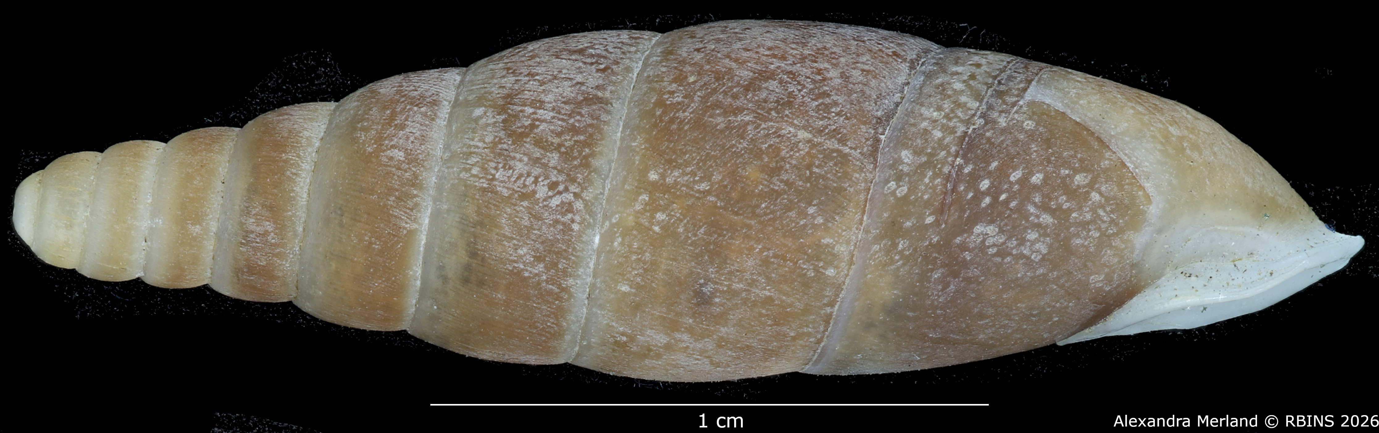 BE-RBINS-INV-MT-1563-Hemiphaedusa-(Hemizaptyx)-longiplicata-pt-L2.jpg