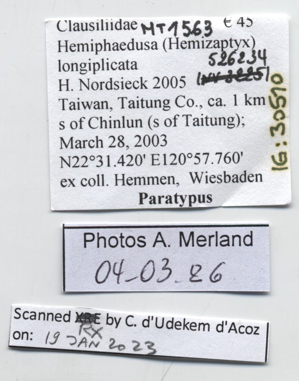 BE-RBINS-INV-MT-1563-Hemiphaedusa-(Hemizaptyx)-longiplicata-pt-label.jpg