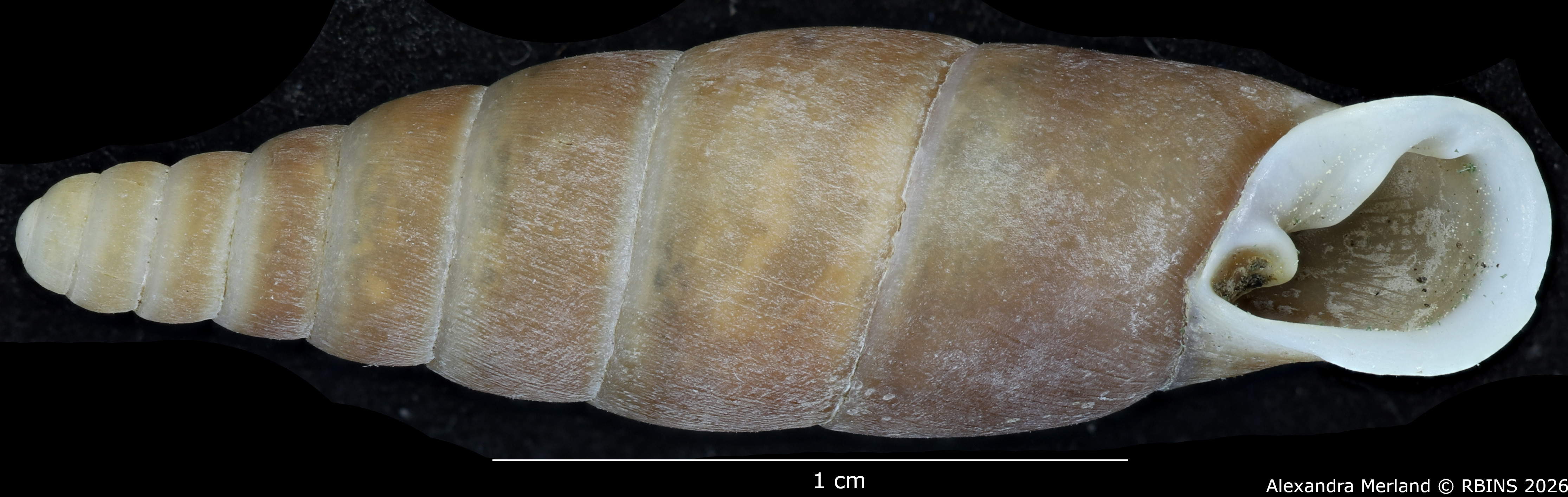 BE-RBINS-INV-MT-1563-Hemiphaedusa-(Hemizaptyx)-longiplicata-pt-V.jpg