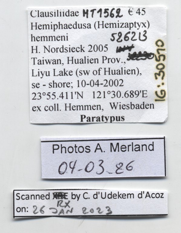 BE-RBINS-INV-MT-1562-Hemiphaedusa-hemmeni-pt-label.jpg