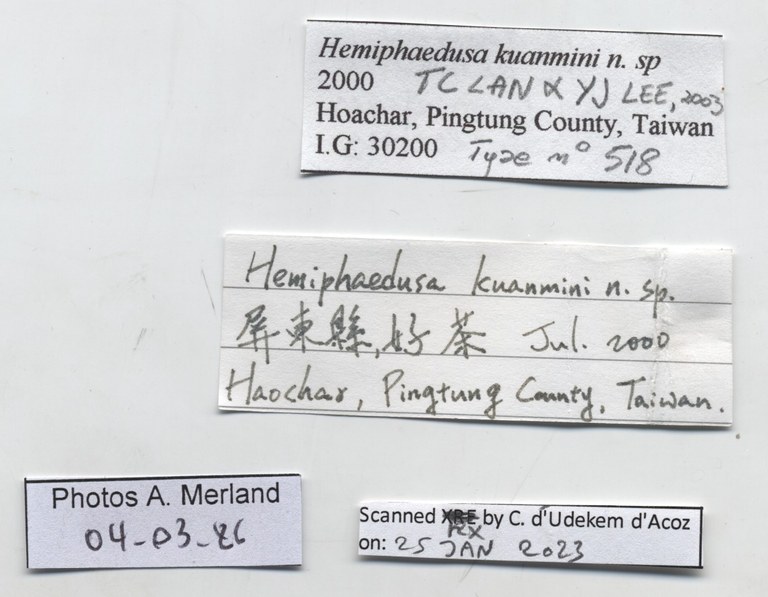 BE-RBINS-INV-MT-518-Hemiphaedusa-kuanmini-pt-label.jpg